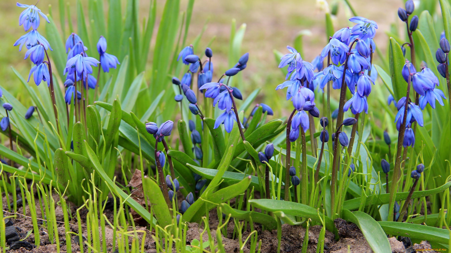 цветы, подснежники, , белоцветники, , пролески, дача, весна, цветение, природа, пролески, сцилла, первоцветы, красота