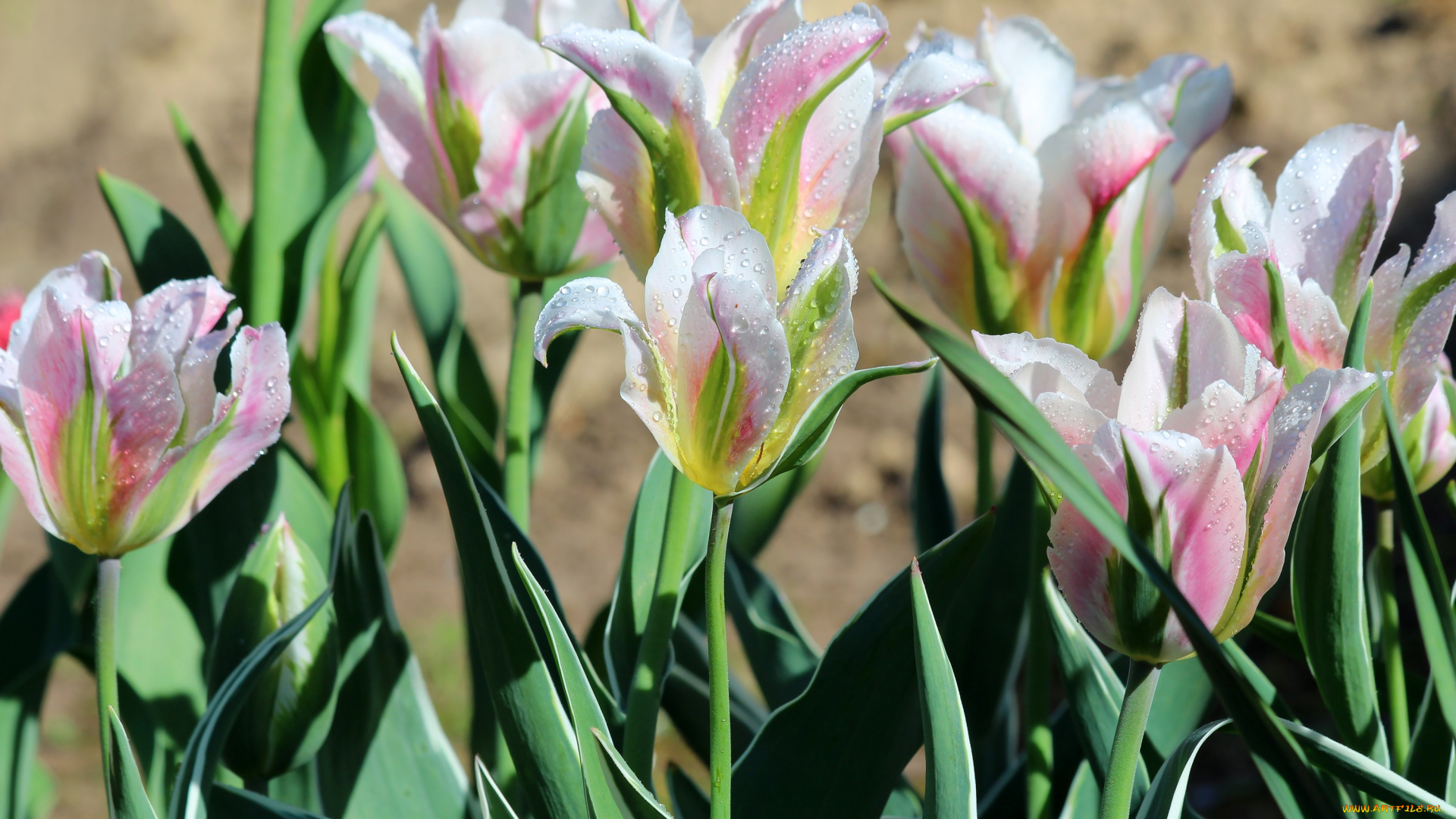 цветы, тюльпаны, весна, красота, дача, цветение, природа