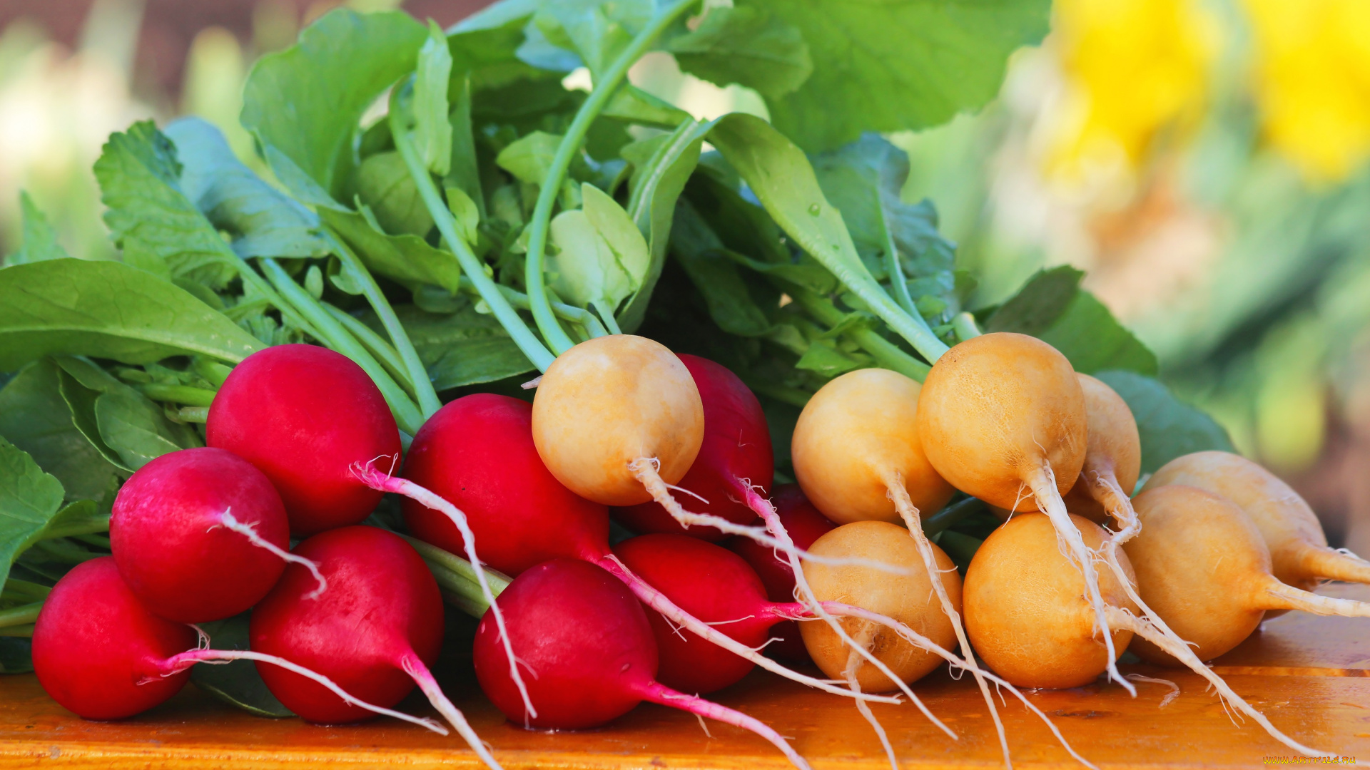 еда, редис, , репа, , редька, дача, весна, витамины, вкусно, урожай, теплица, природа