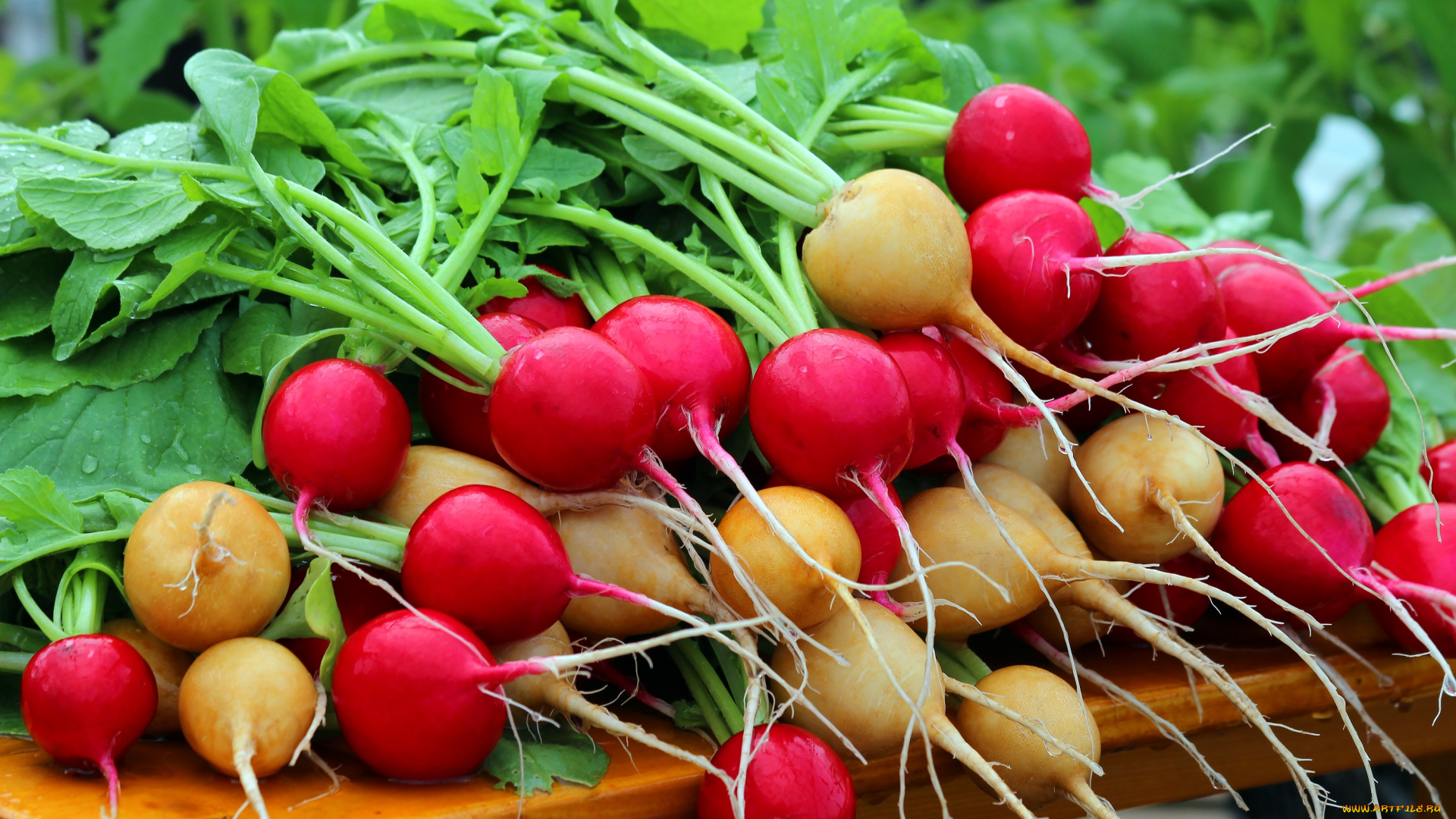 еда, редис, , репа, , редька, природа, вкусно, витамины, красота, урожай, теплица, дача, весна
