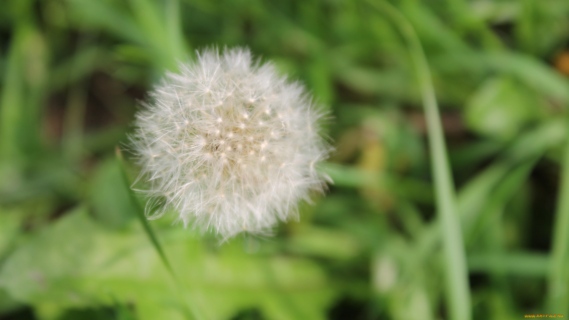 одуванчик, цветы, одуванчики, лето, трава