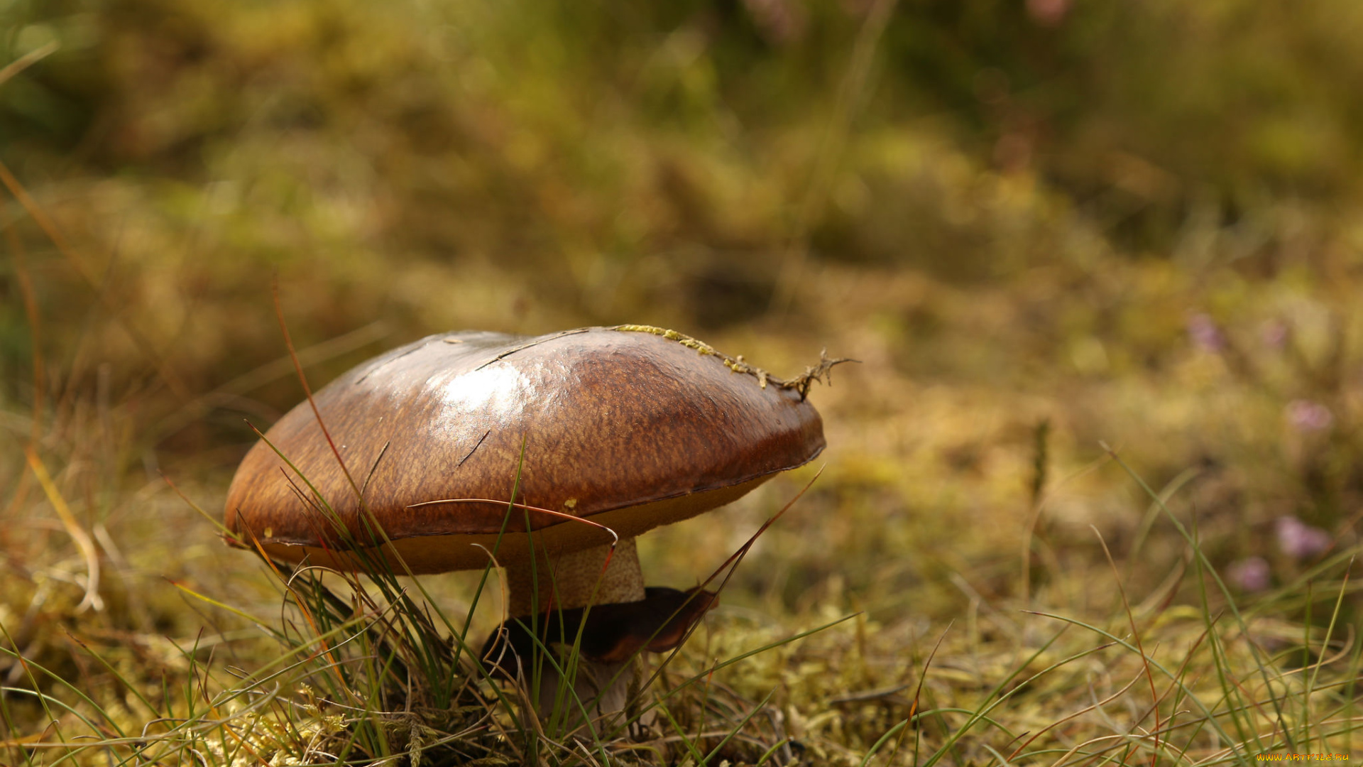природа, грибы, гриб