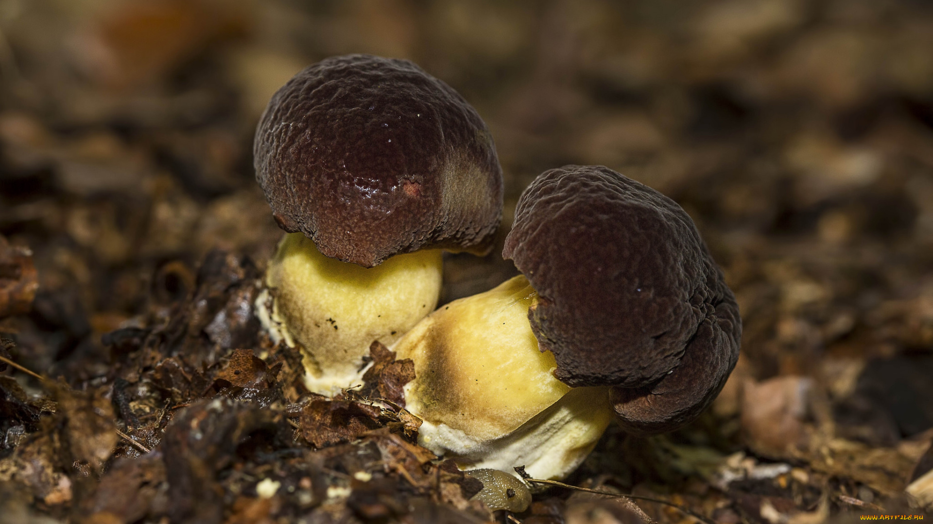 природа, грибы, гриб