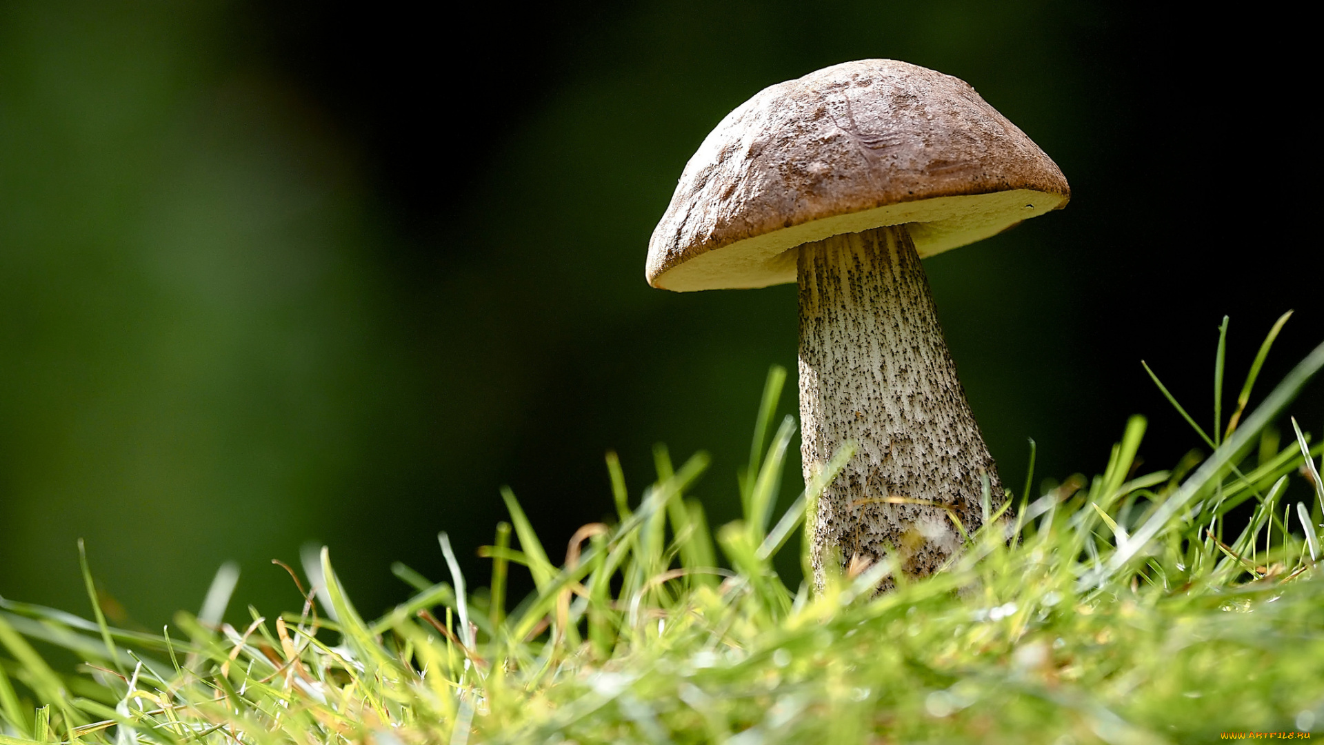 природа, грибы, гриб