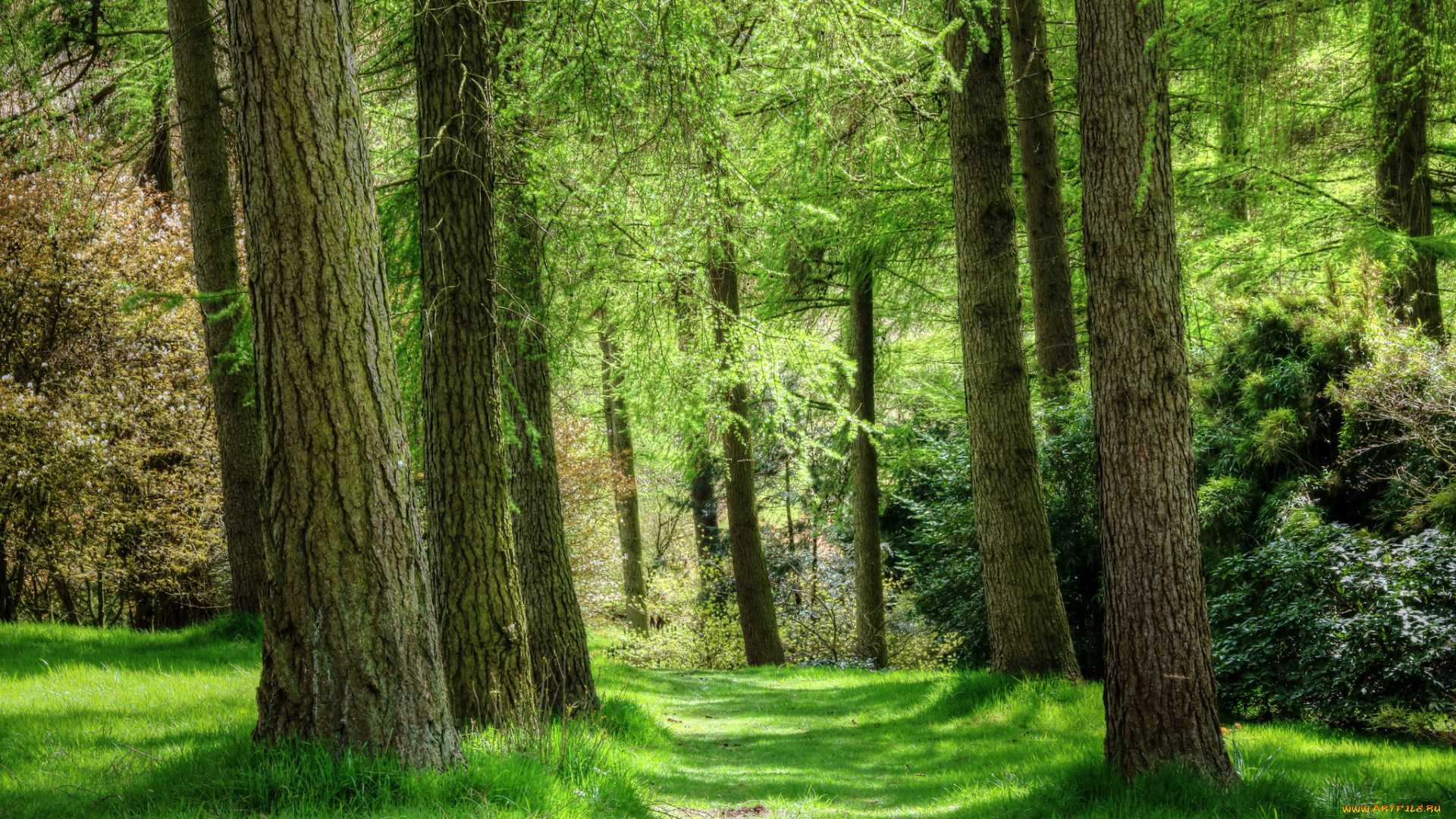 природа, лес, деревья