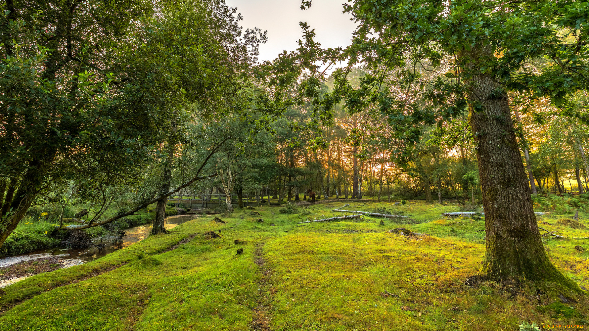 природа, лес, деревья