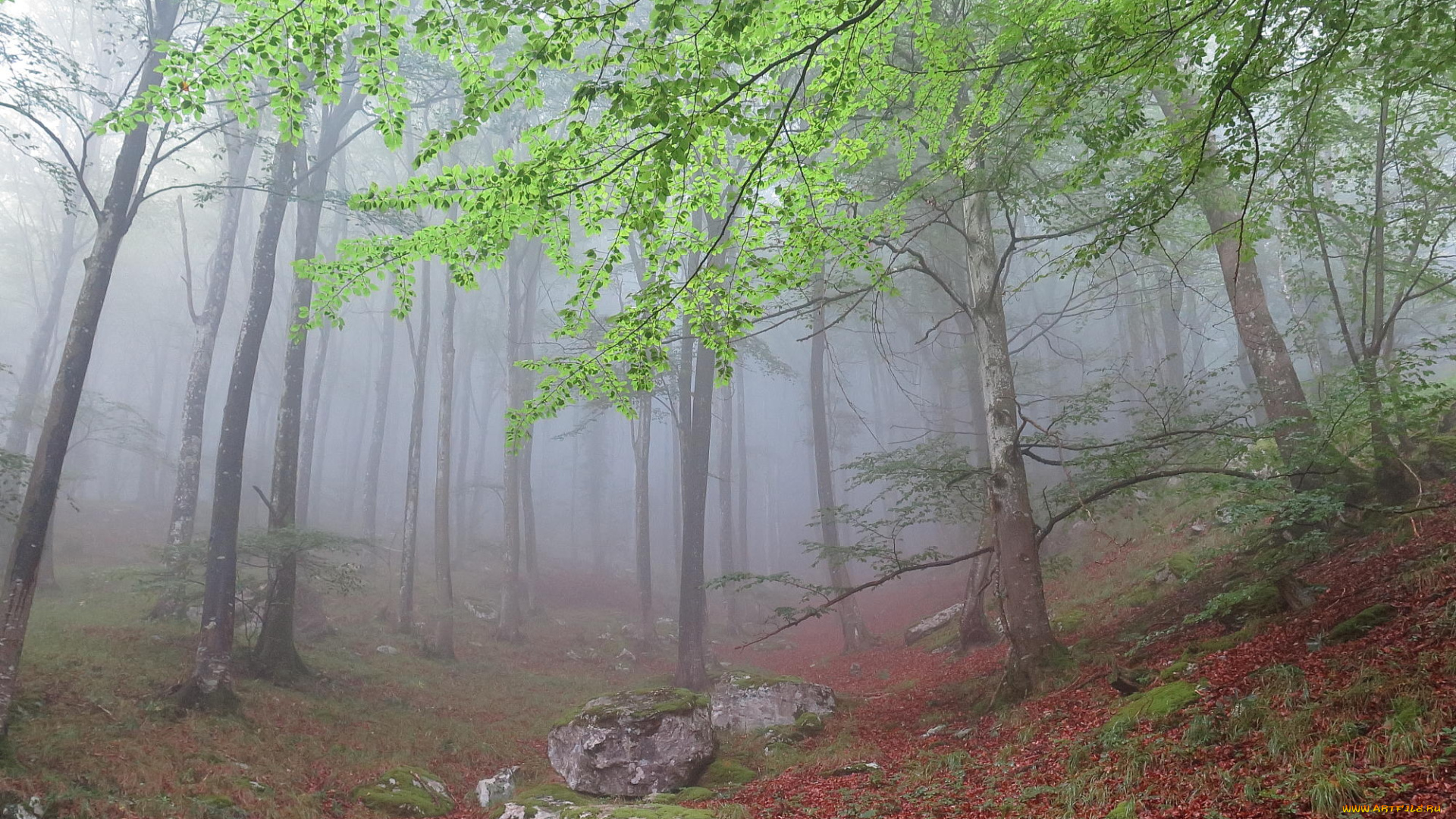 природа, лес, деревья, туман