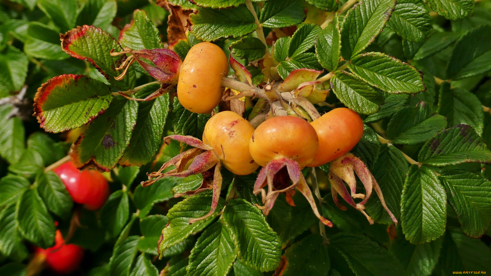 природа, плоды, шиповник