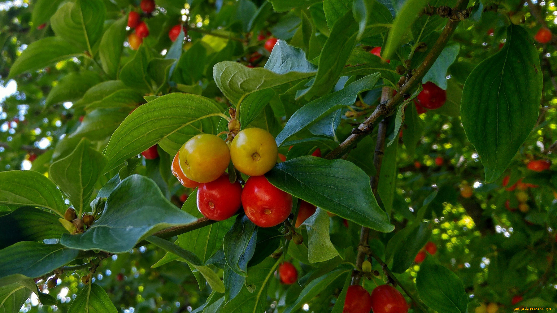 природа, плоды, сливы