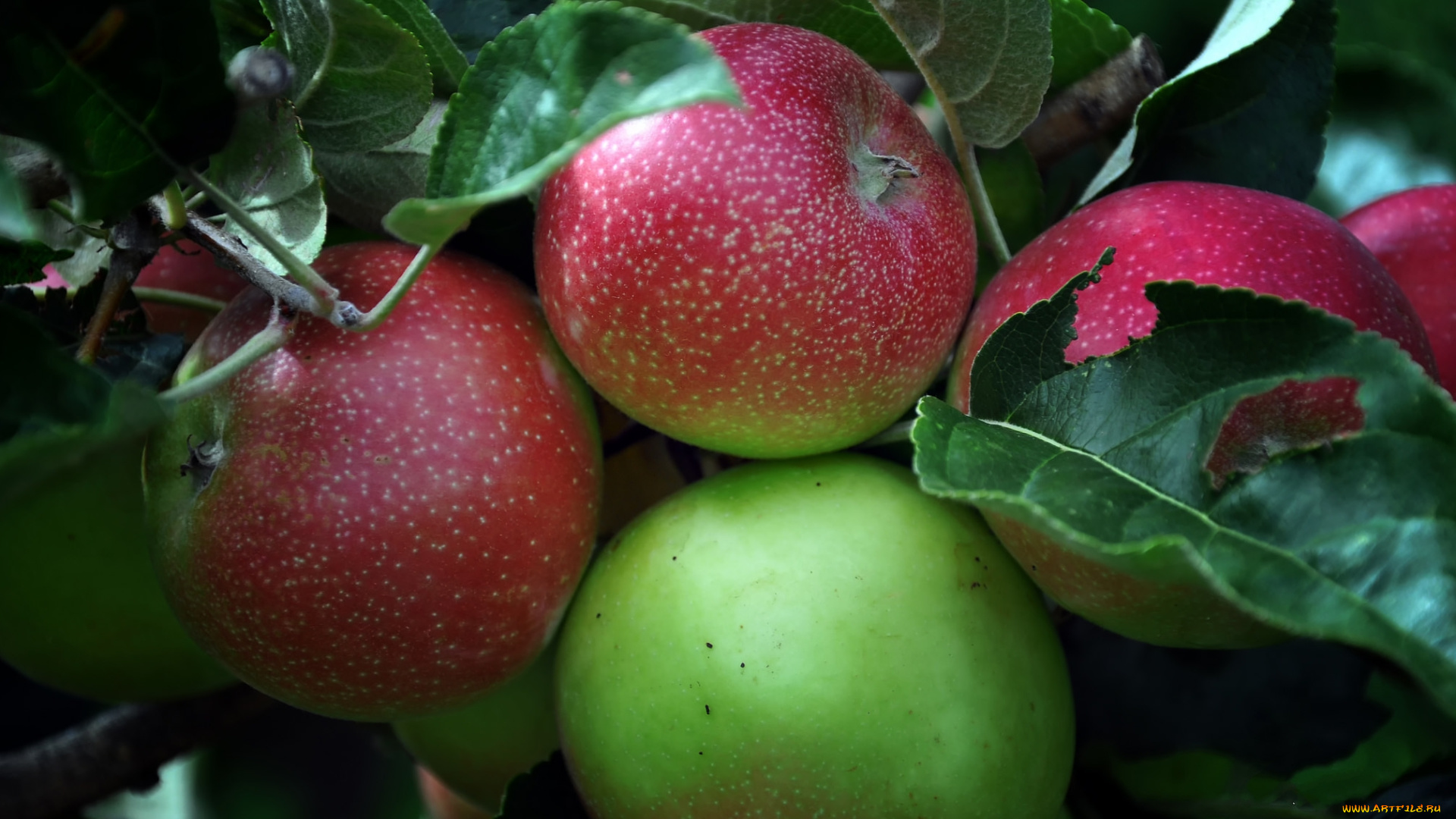 природа, плоды, яблоки