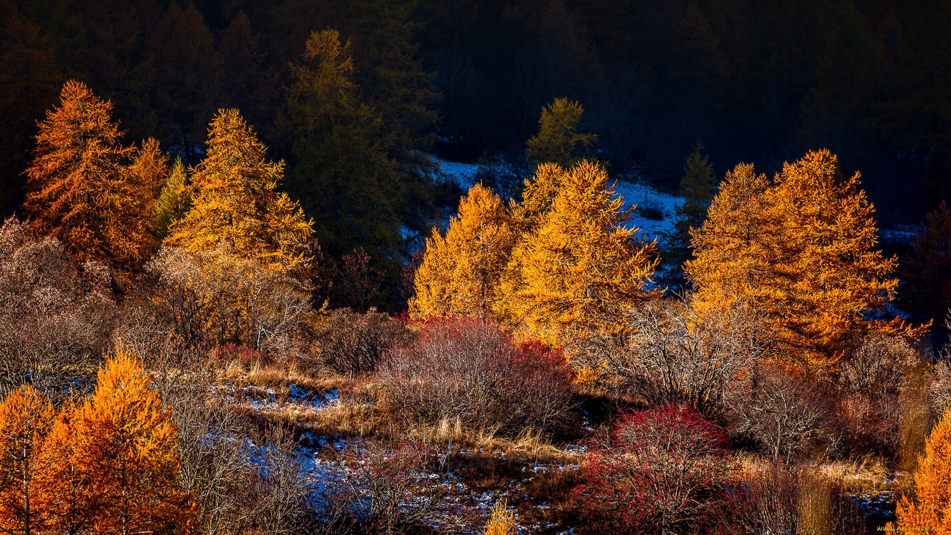природа, реки, озера, деревья