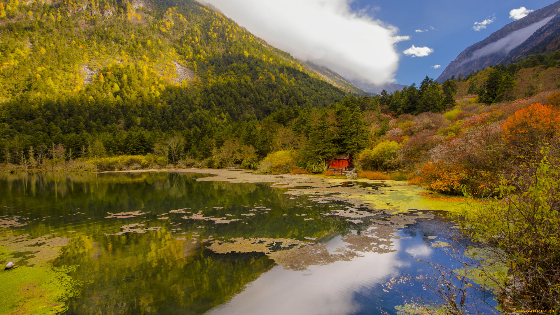 природа, реки, озера, лес, река