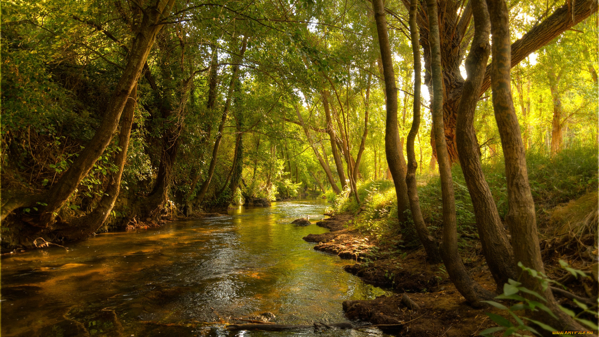 природа, реки, озера, лес, река