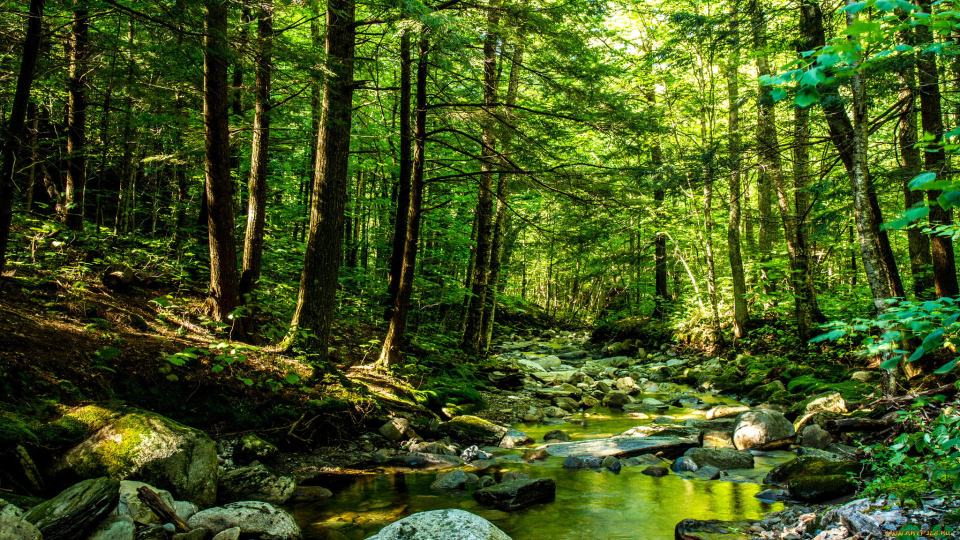 природа, реки, озера, лес, река