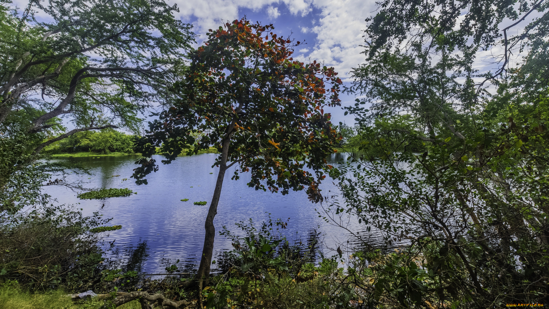 природа, реки, озера, лес, река