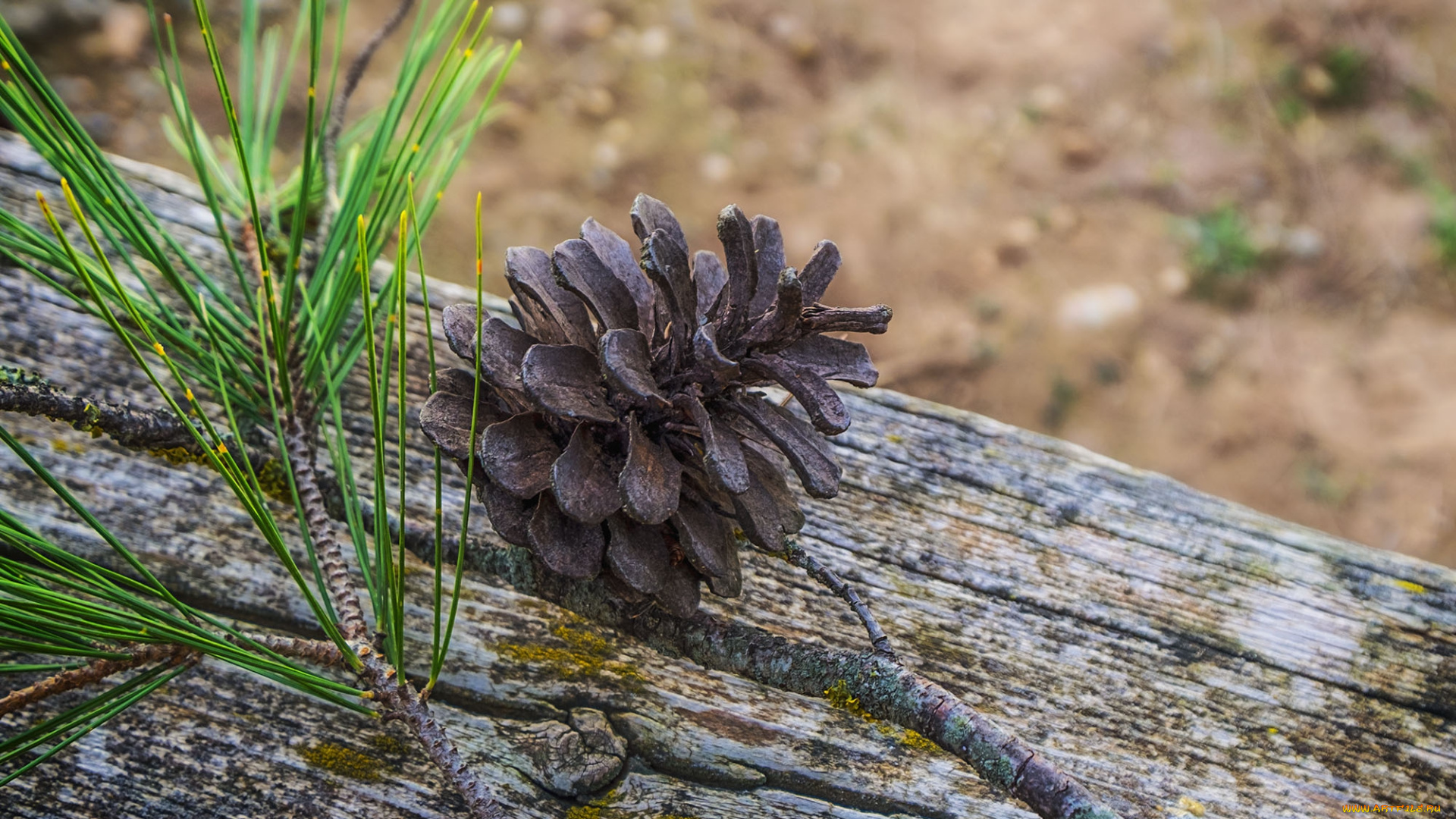 природа, шишки, , жёлуди, , каштаны, шишка