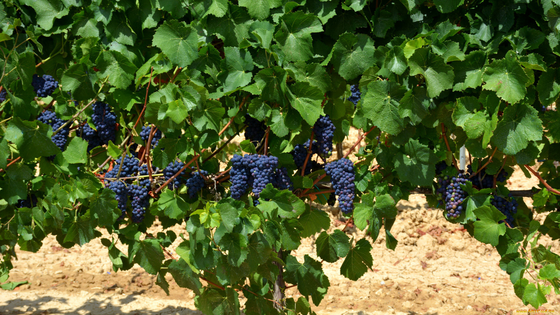 природа, Ягоды, , виноград, лоза