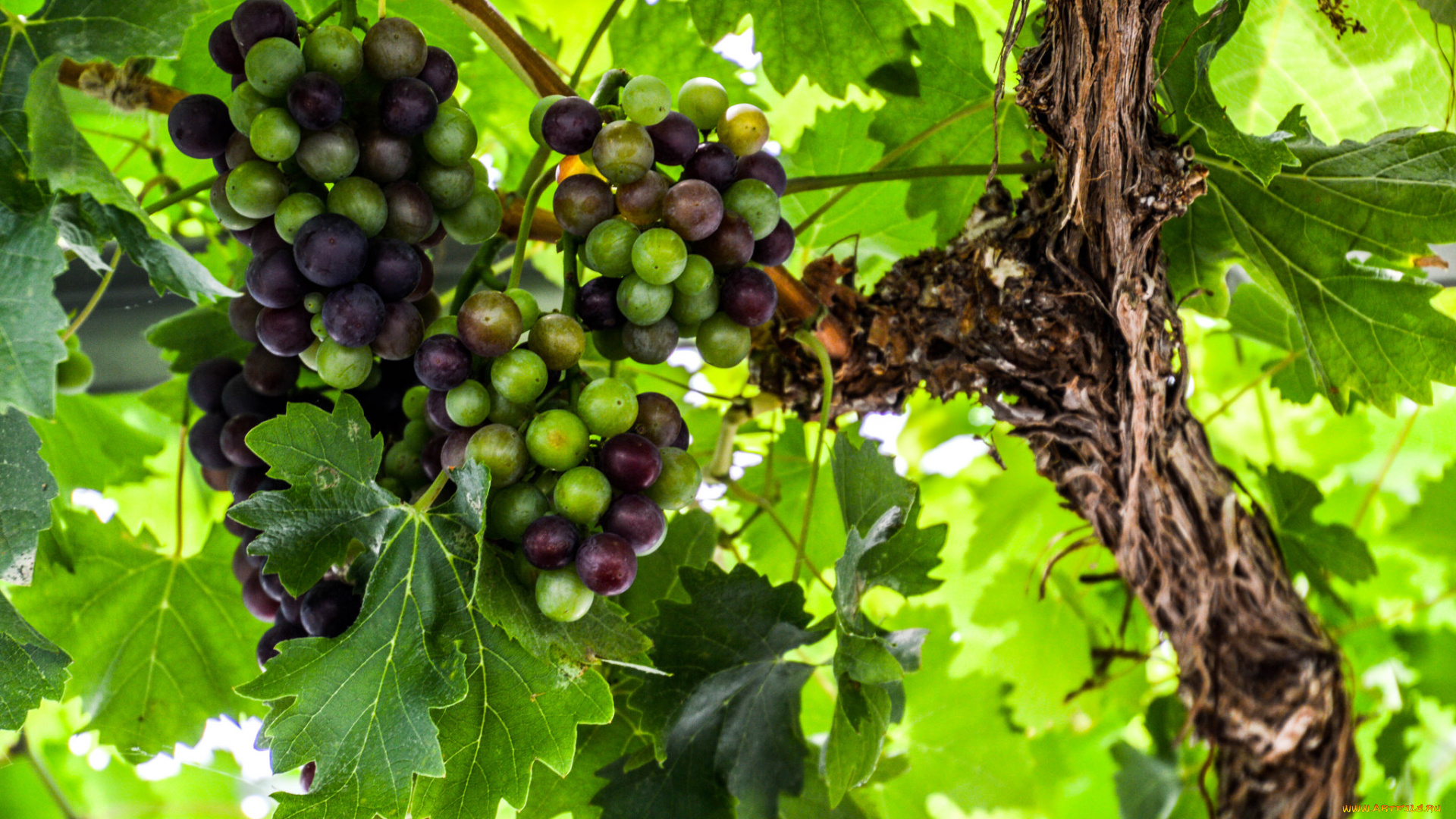 природа, Ягоды, , виноград, лоза