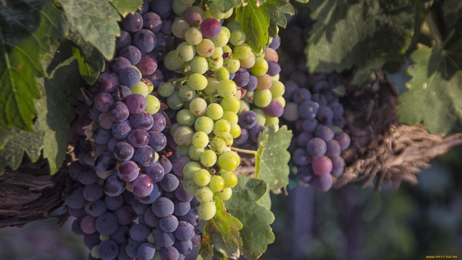 природа, Ягоды, , виноград, лоза