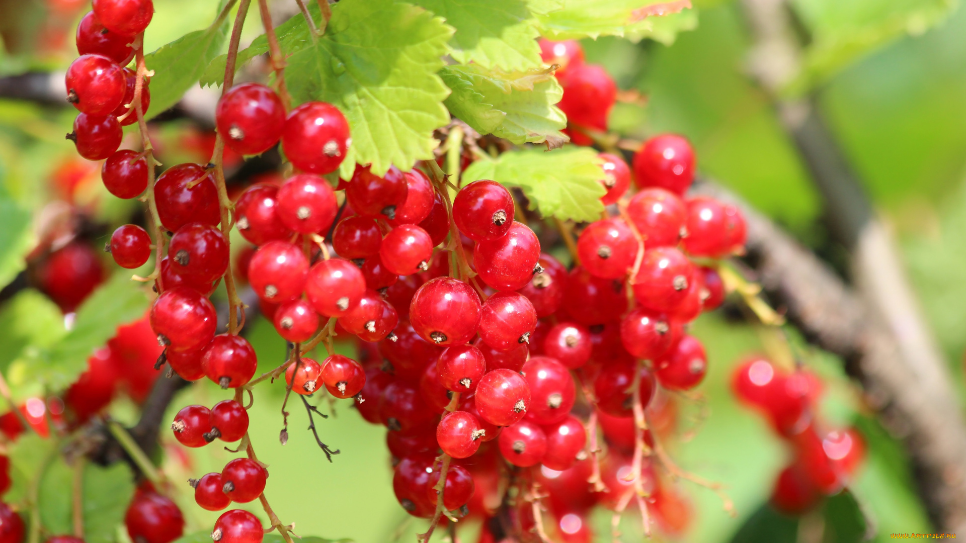 природа, Ягоды, красная, смородина, дача, витамины, лето, красота