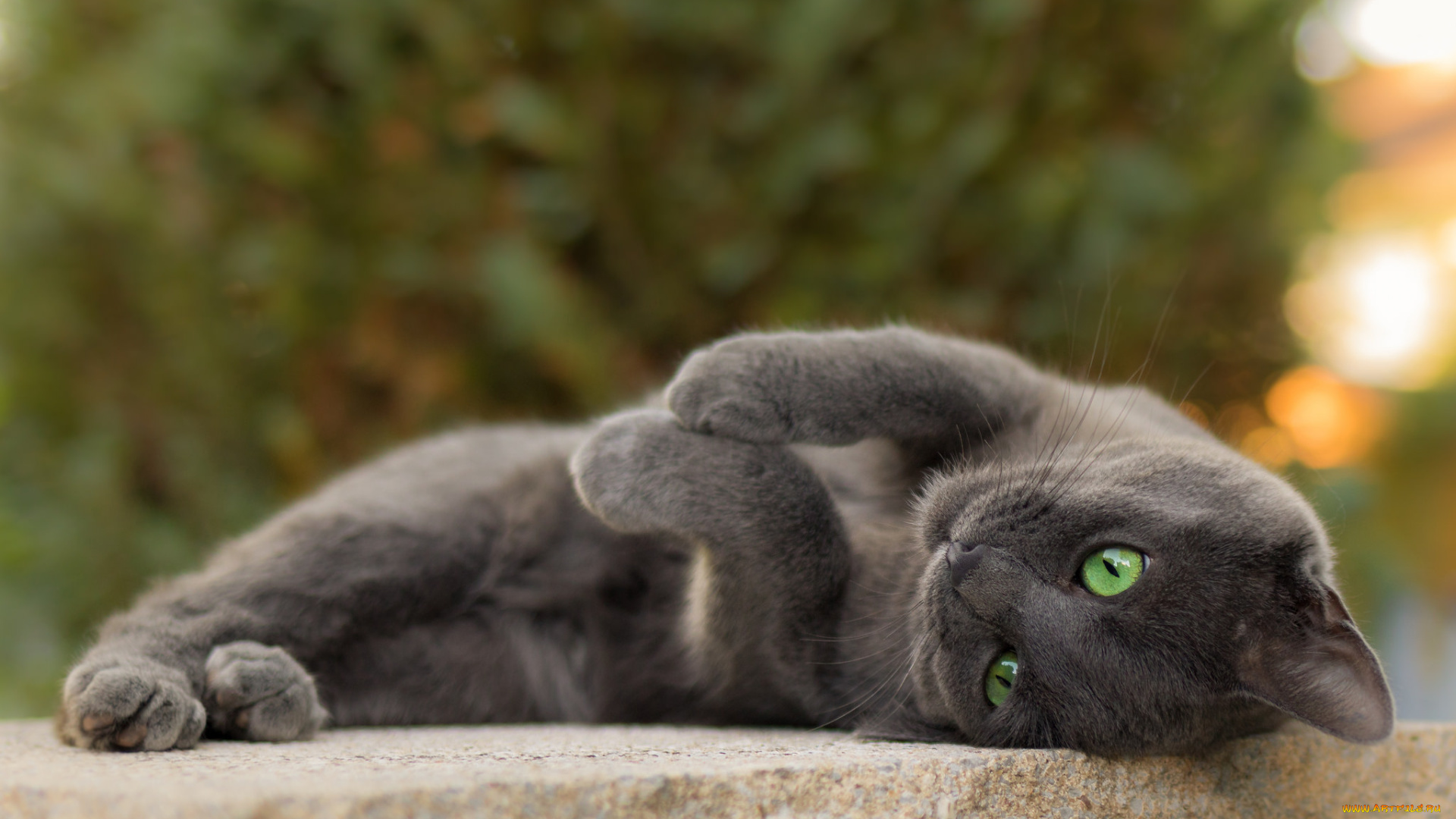 животные, коты, киса