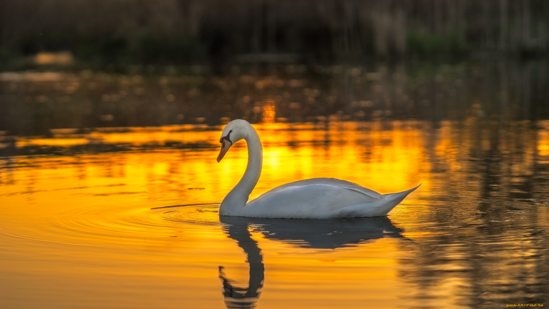 животные, лебеди, белый, шипун, лебедь, птица, вода, закат
