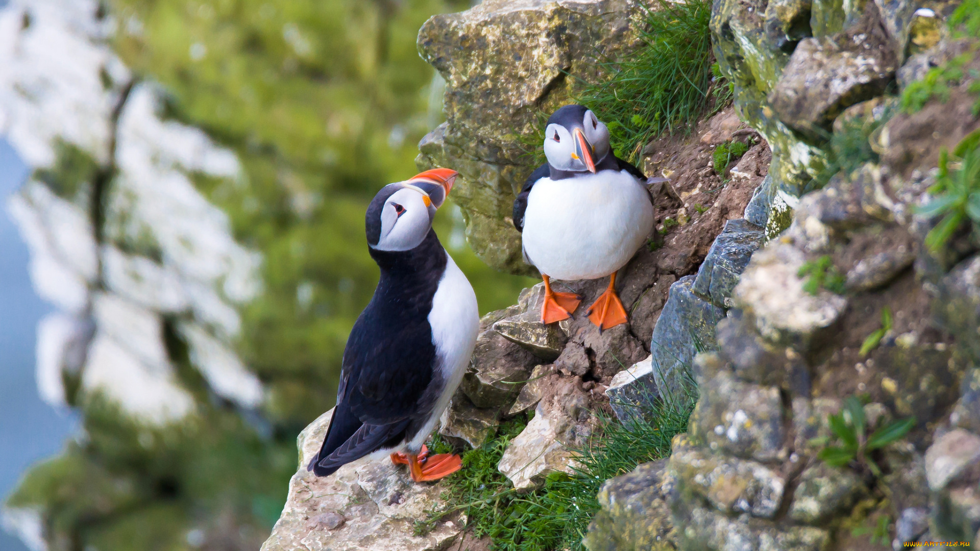 животные, тупики, птица, puffin, профиль, блики, цветы, атлантический, тупик