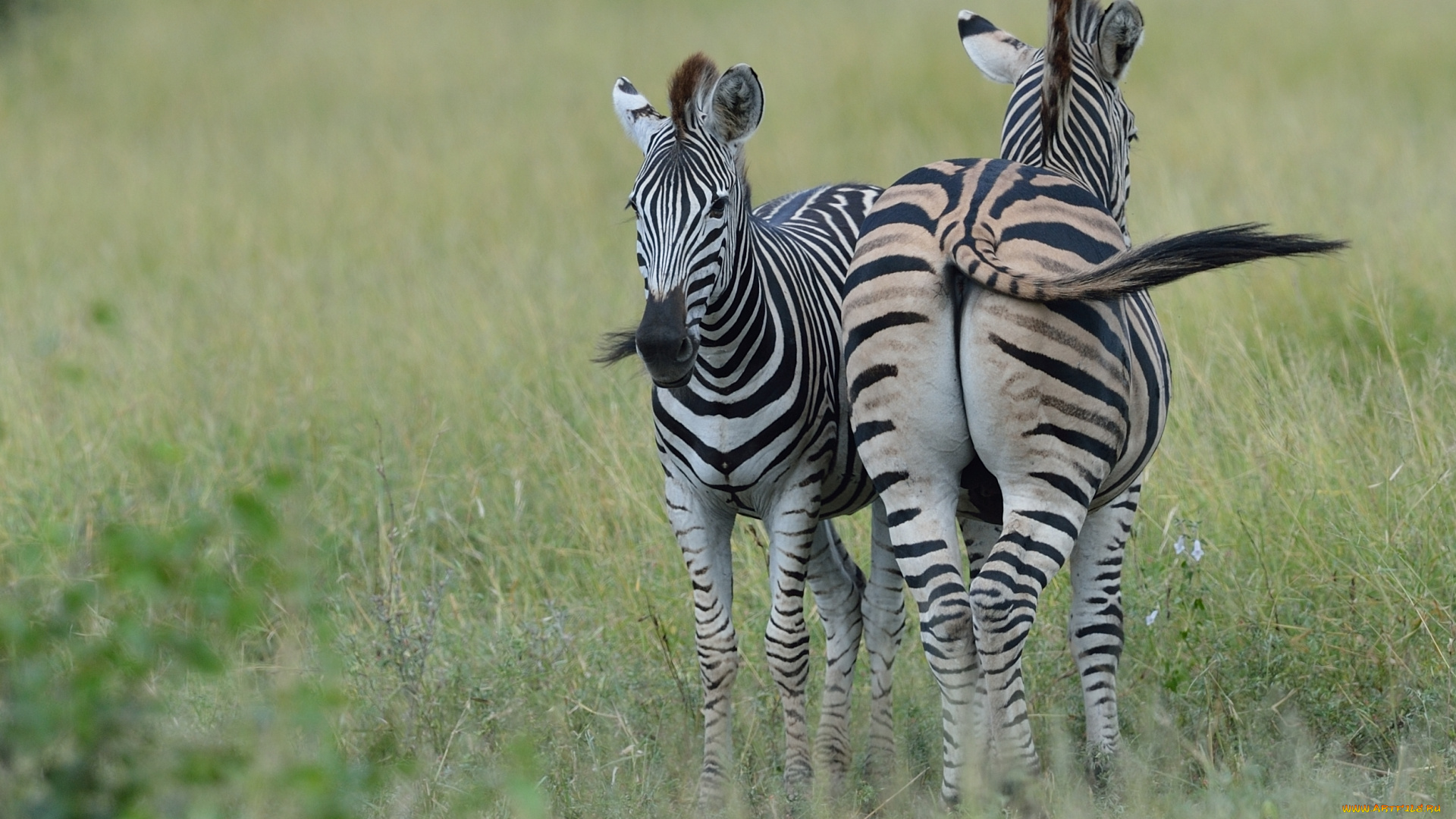 животные, зебры, пара, трава, природа