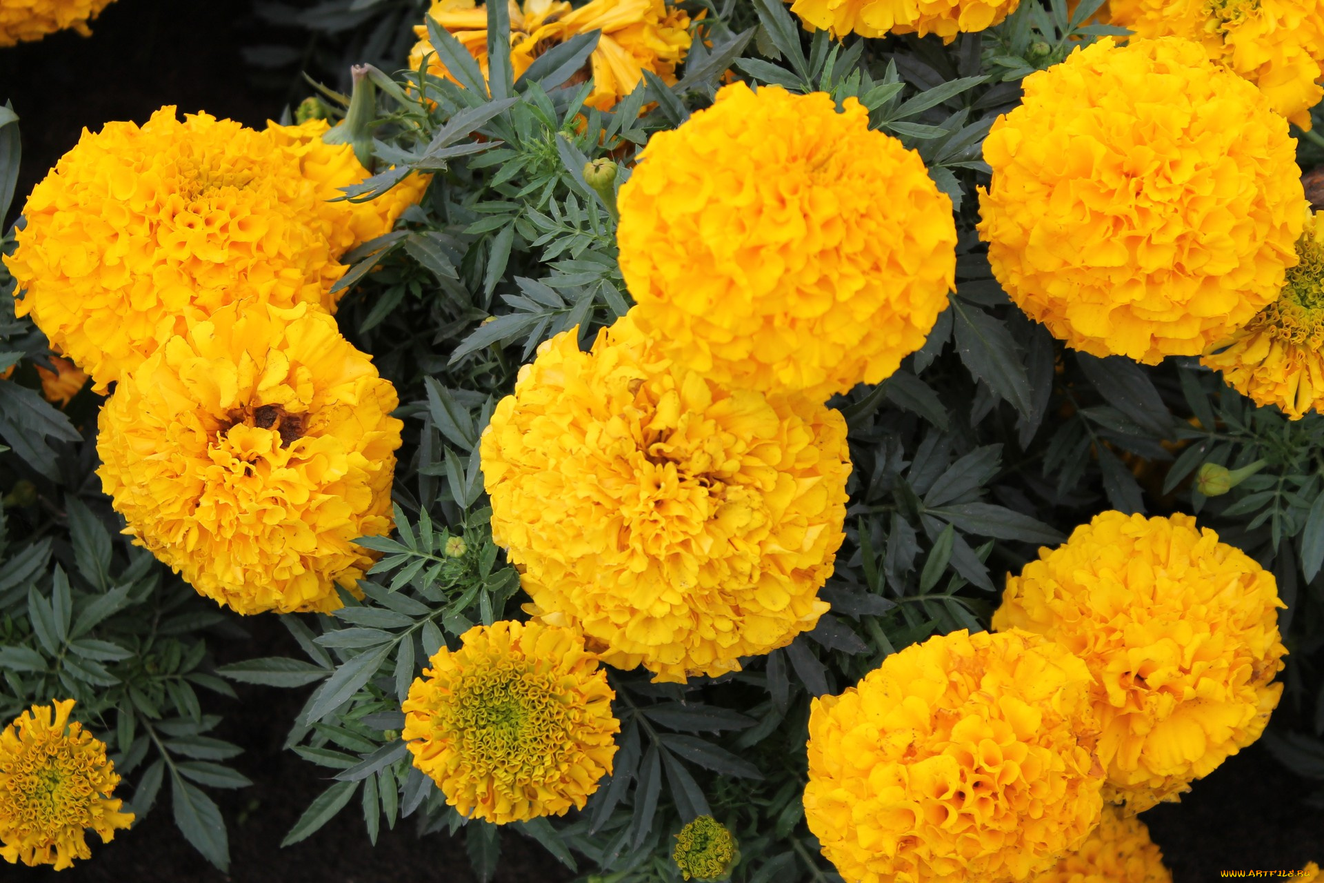 бархатцы, цветы, клумба, лето