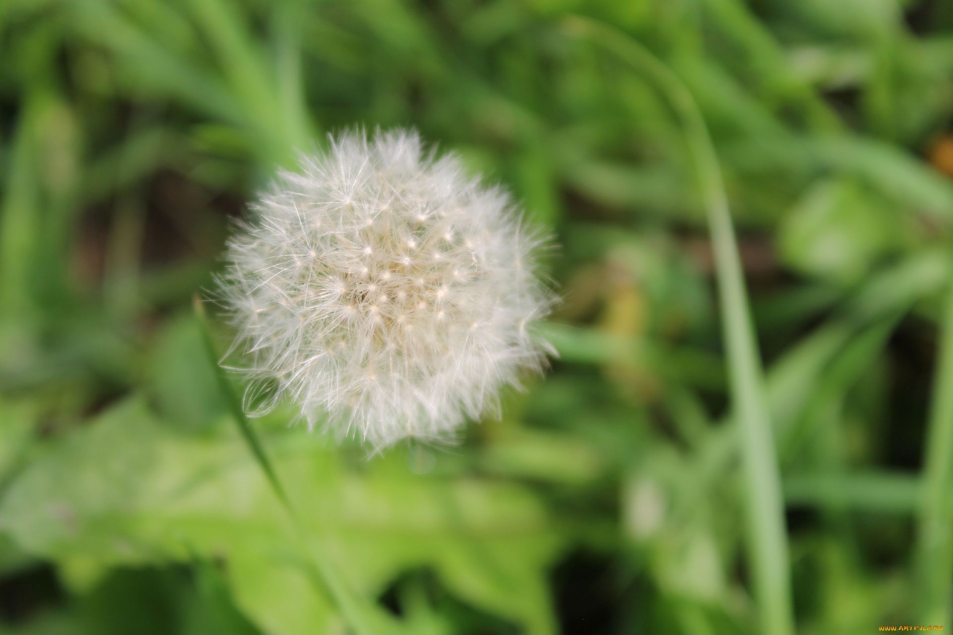 одуванчик, цветы, одуванчики, лето, трава