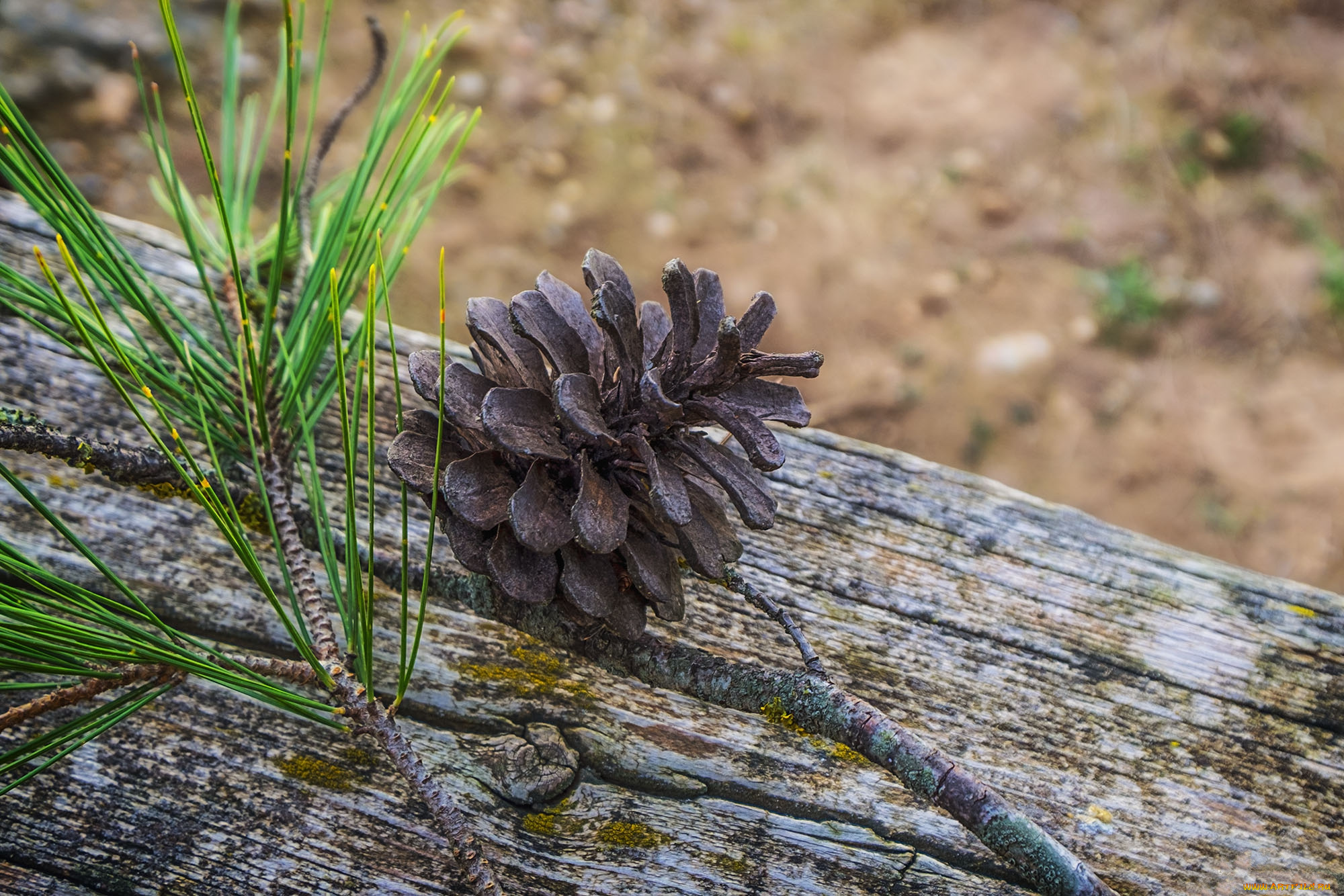 природа, шишки, , жёлуди, , каштаны, шишка