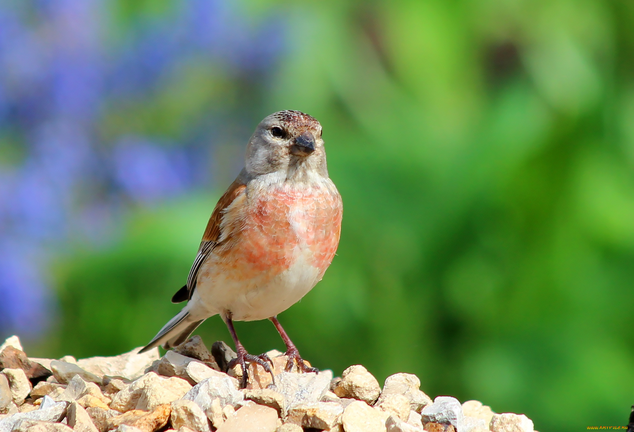 животные, птицы, пернатые, природа, лето, коноплянка