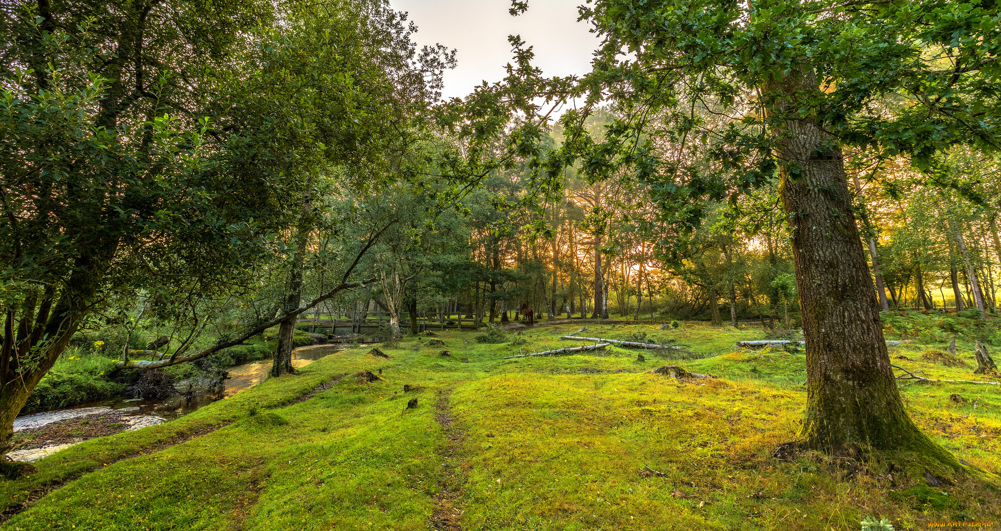 природа, лес, деревья