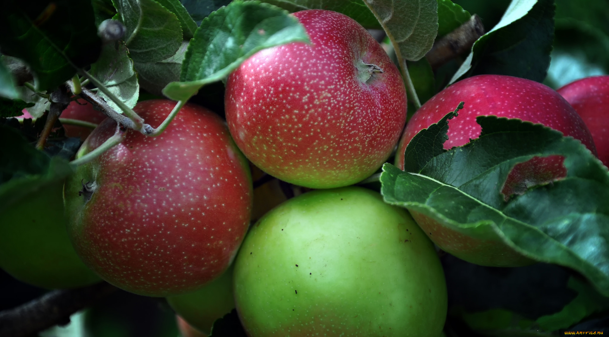 природа, плоды, яблоки