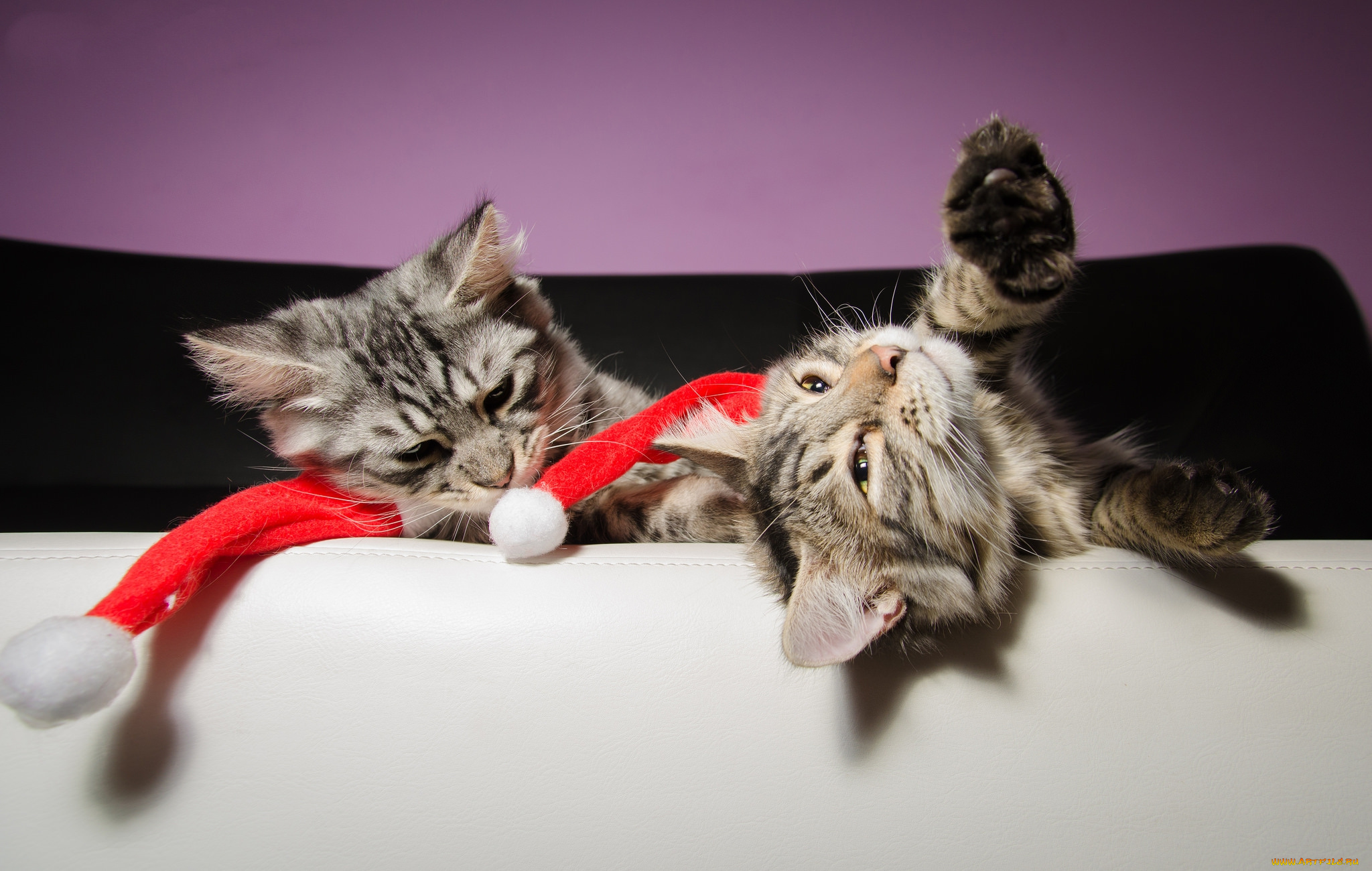 животные, коты, киса