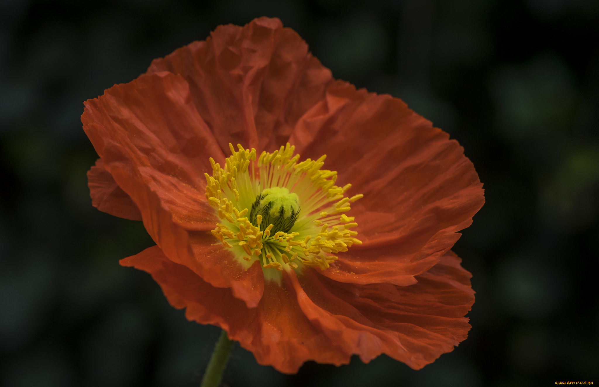 цветы, маки, мак, цветение