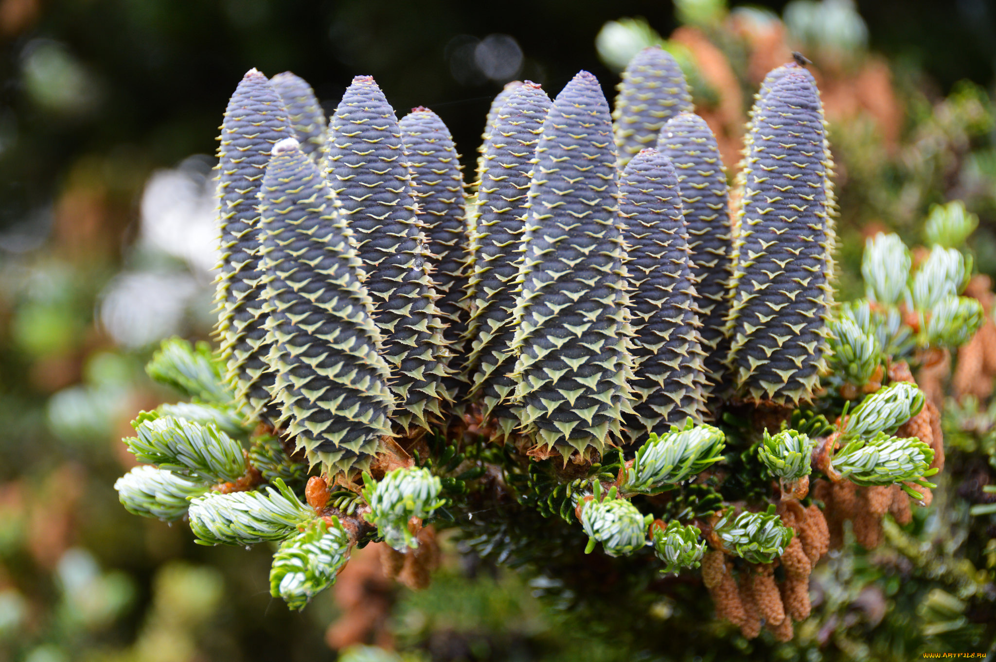 природа, шишки, , жёлуди, , каштаны, шишка