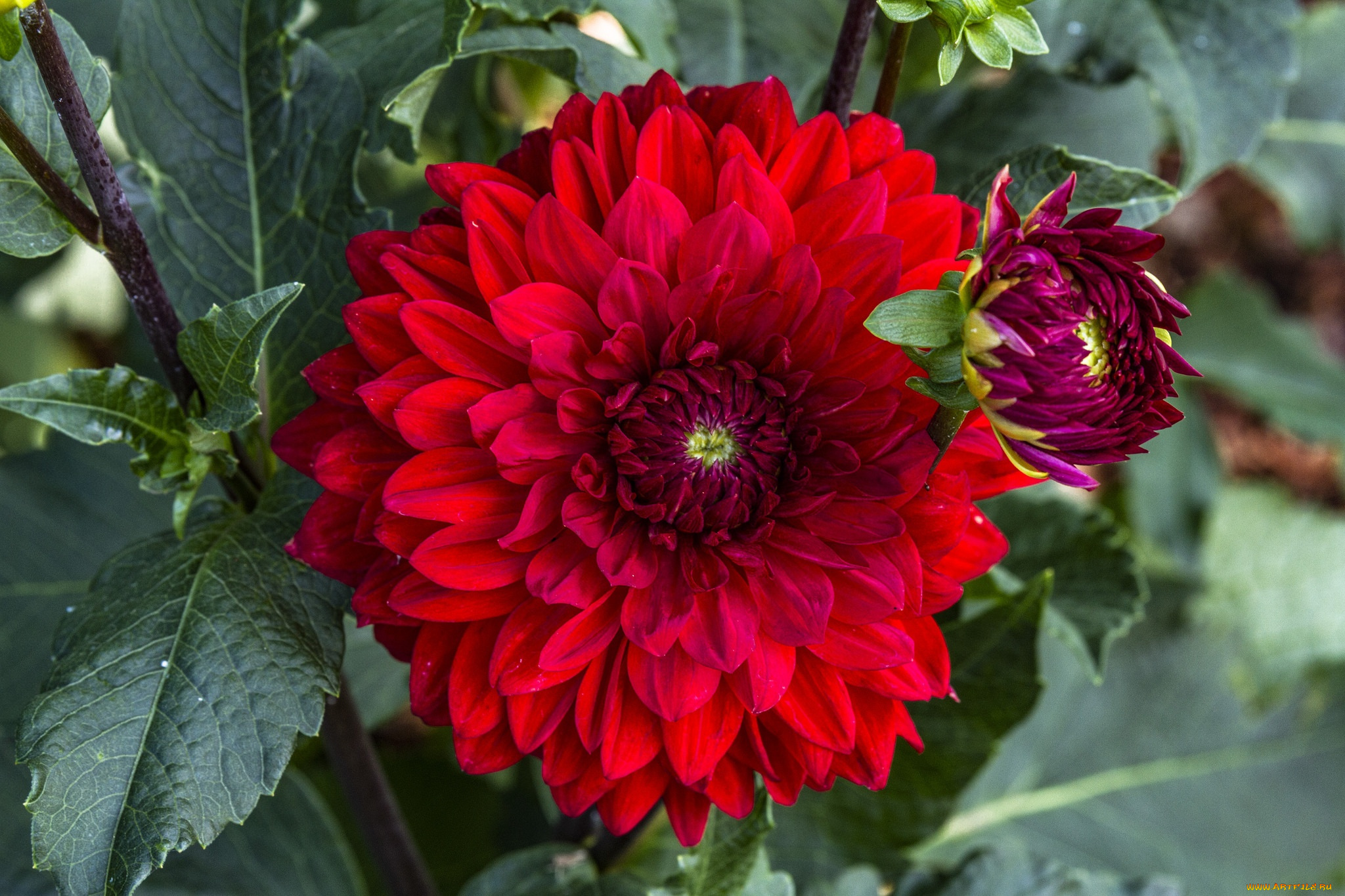 цветы, георгины, макро, георгин, красный