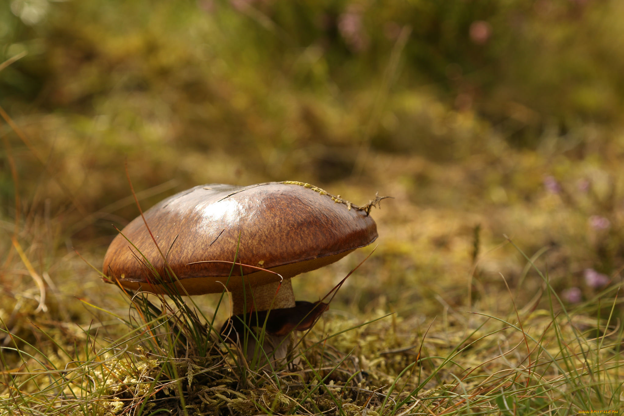 природа, грибы, гриб