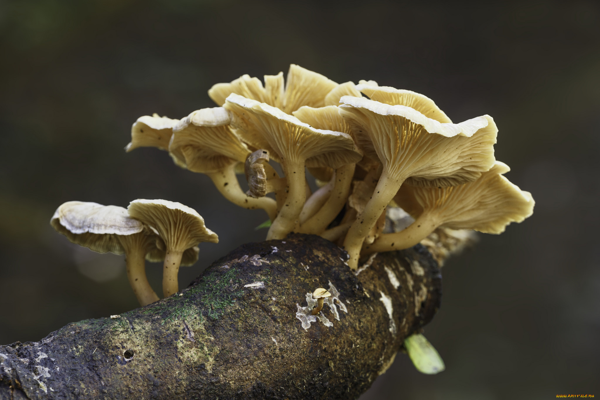 природа, грибы, гриб