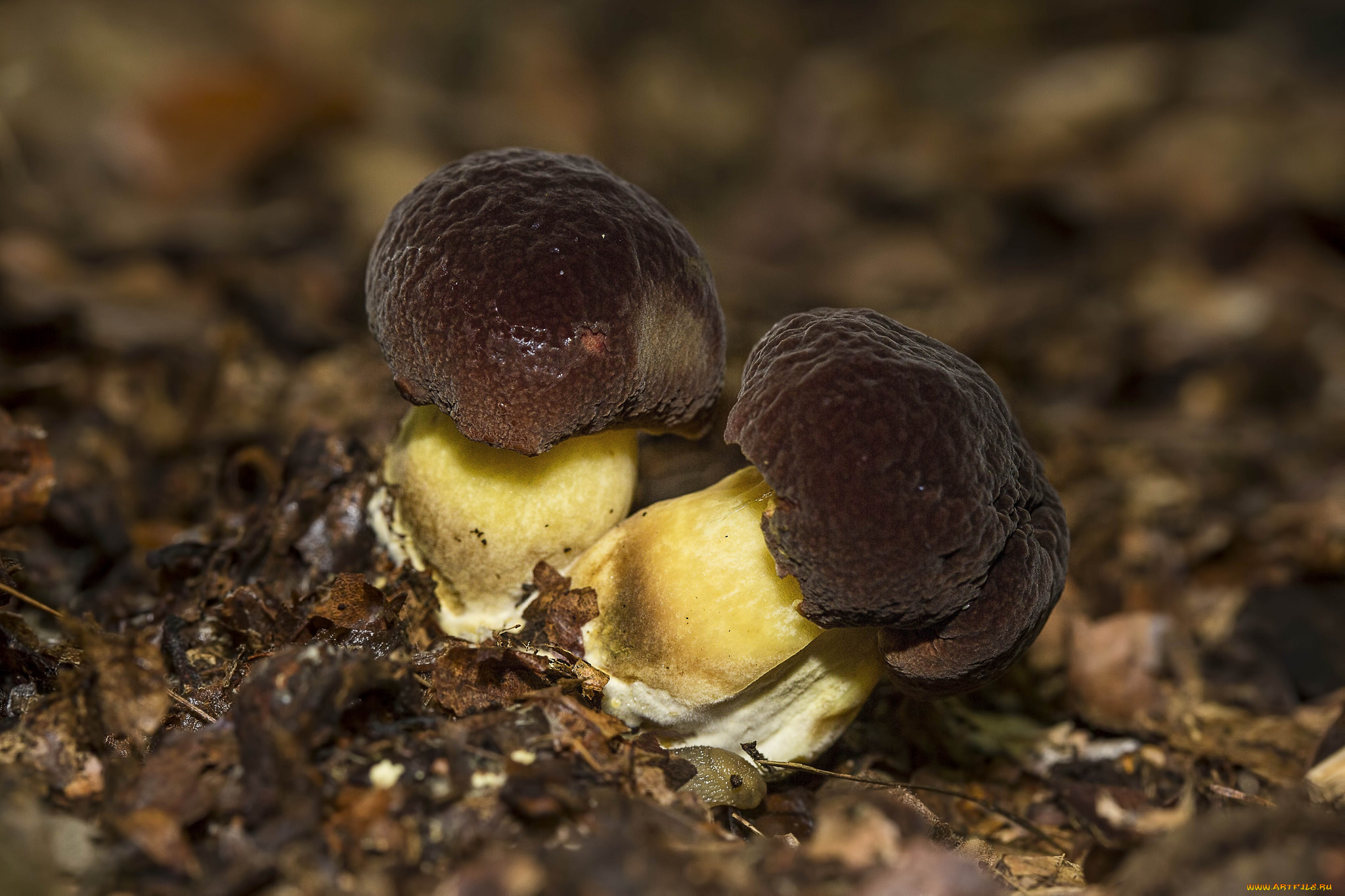 природа, грибы, гриб