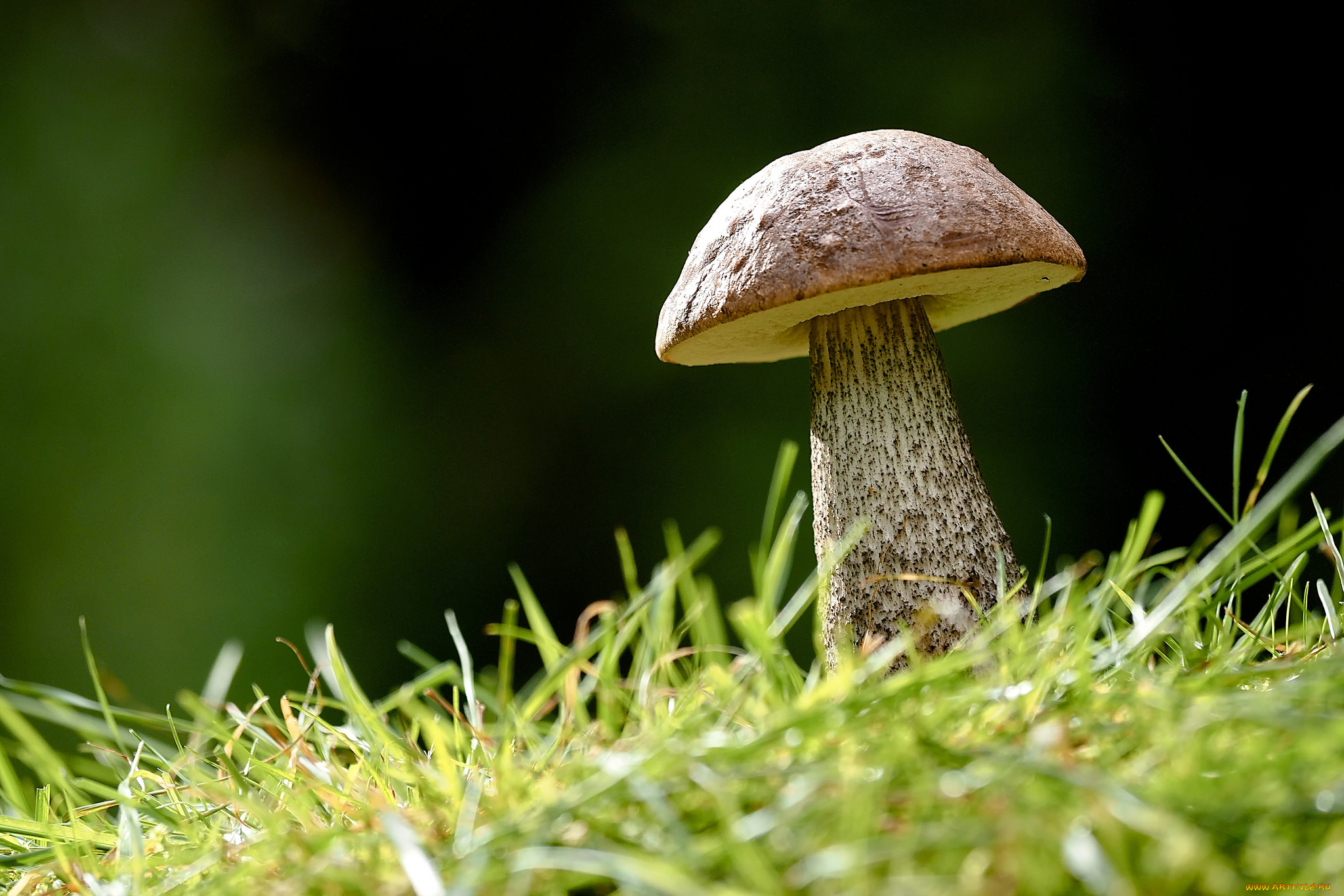 природа, грибы, гриб