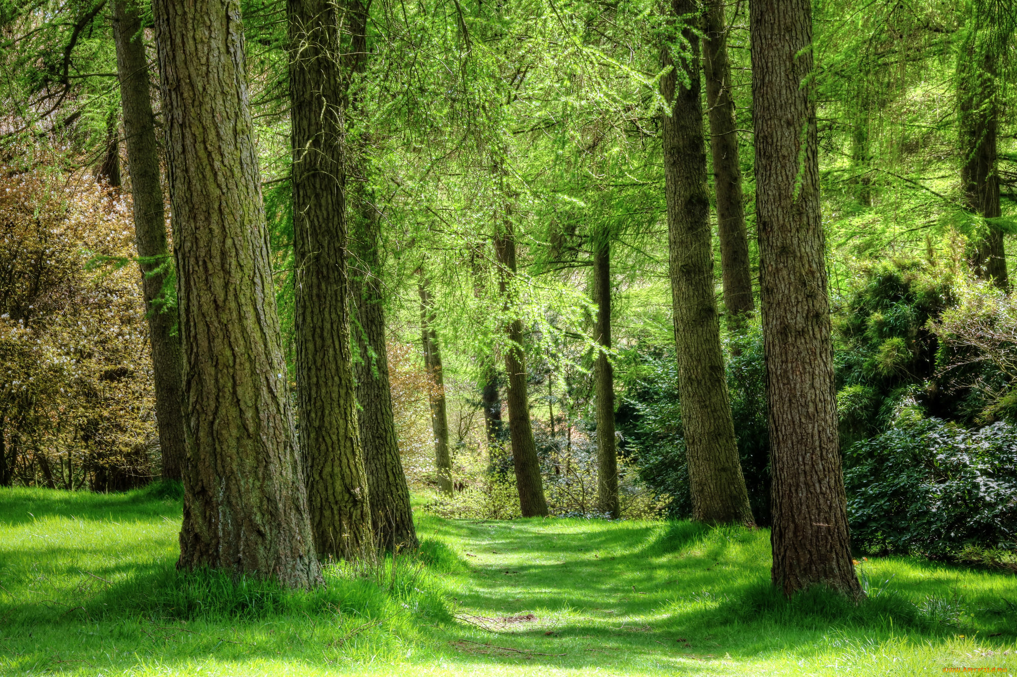 природа, лес, деревья