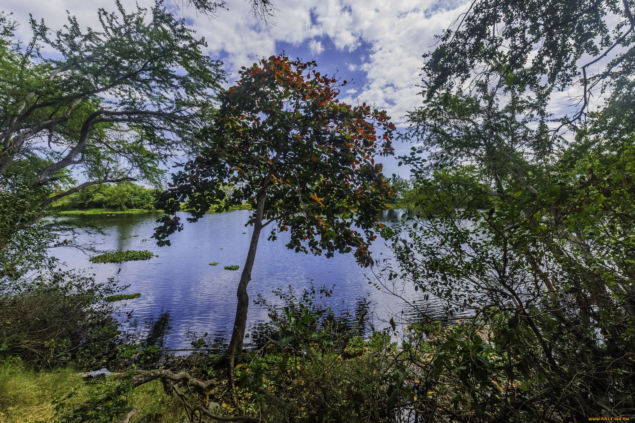 природа, реки, озера, лес, река