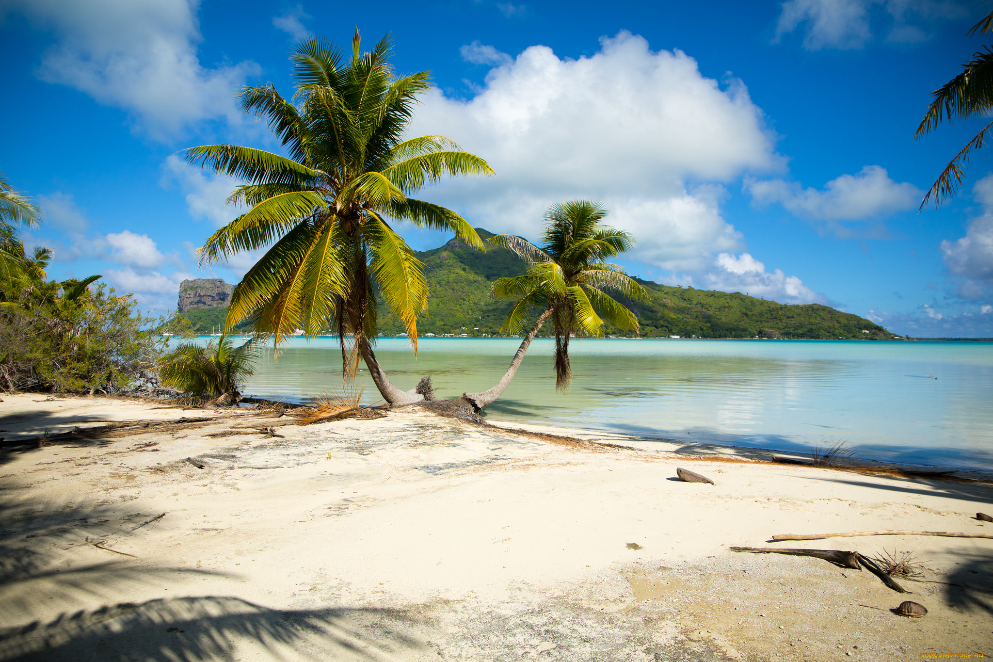 природа, тропики, простор