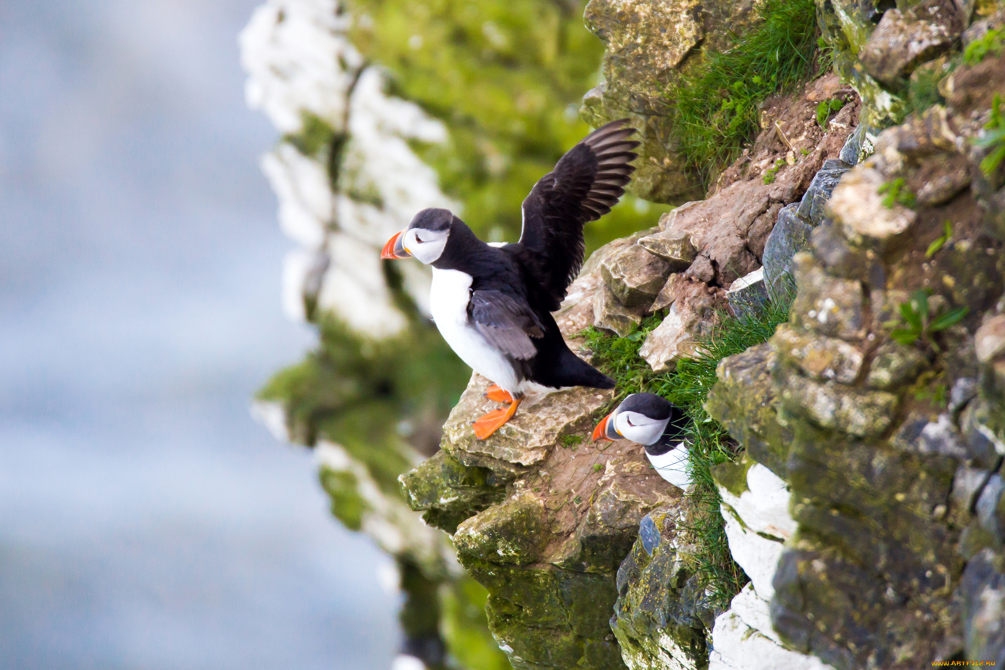животные, тупики, окрас, птица, тупик