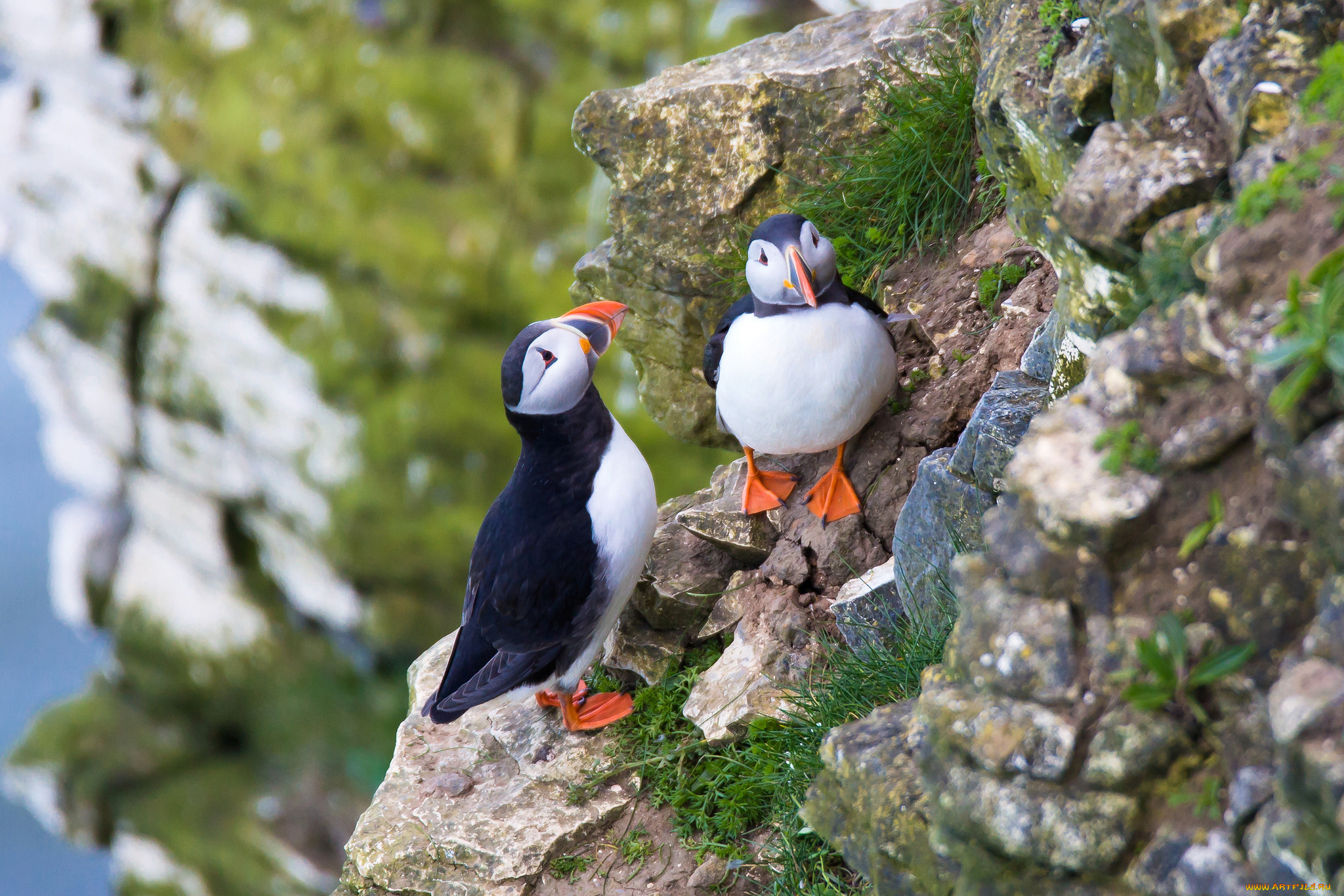 животные, тупики, птица, puffin, профиль, блики, цветы, атлантический, тупик