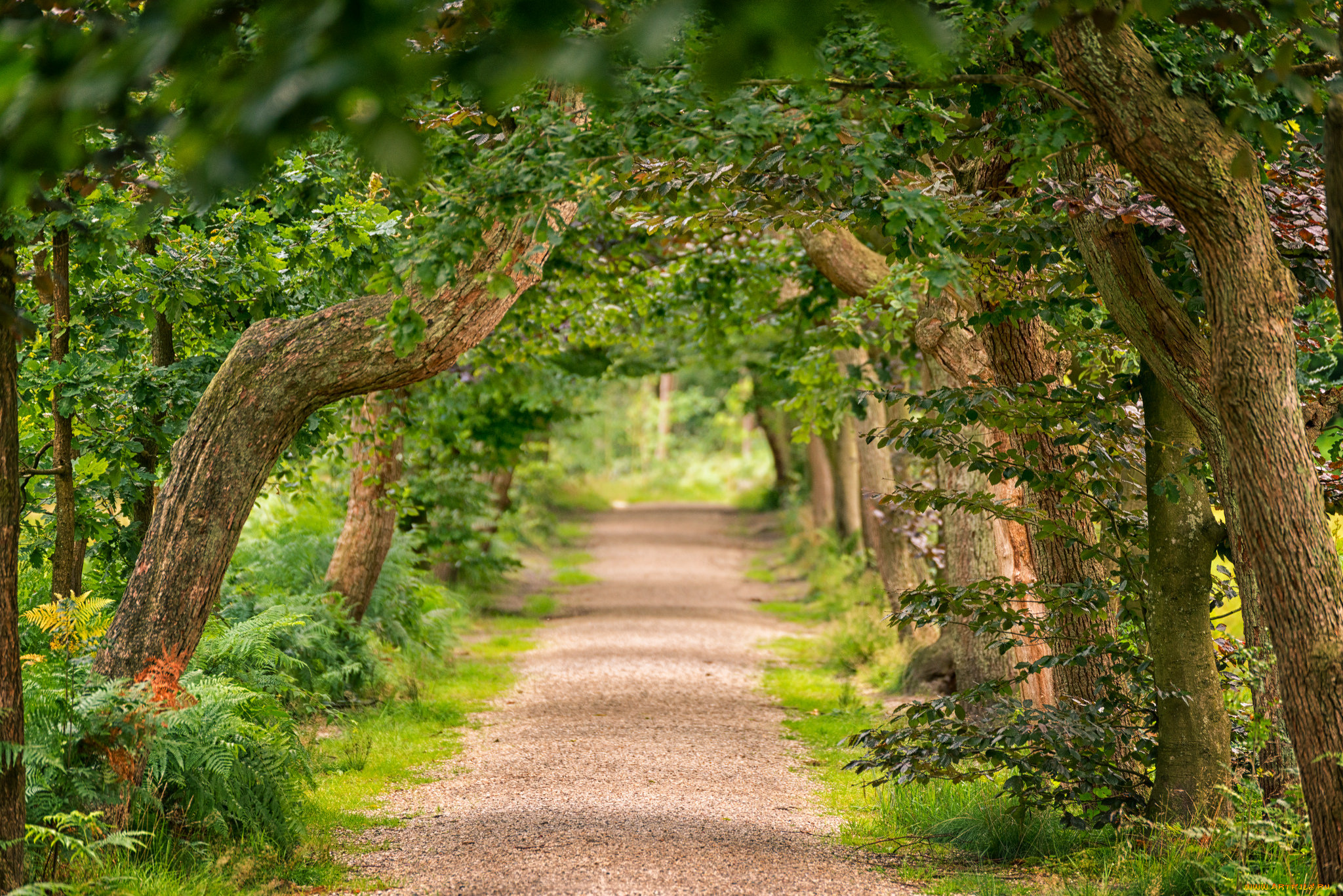 природа, дороги, тракт