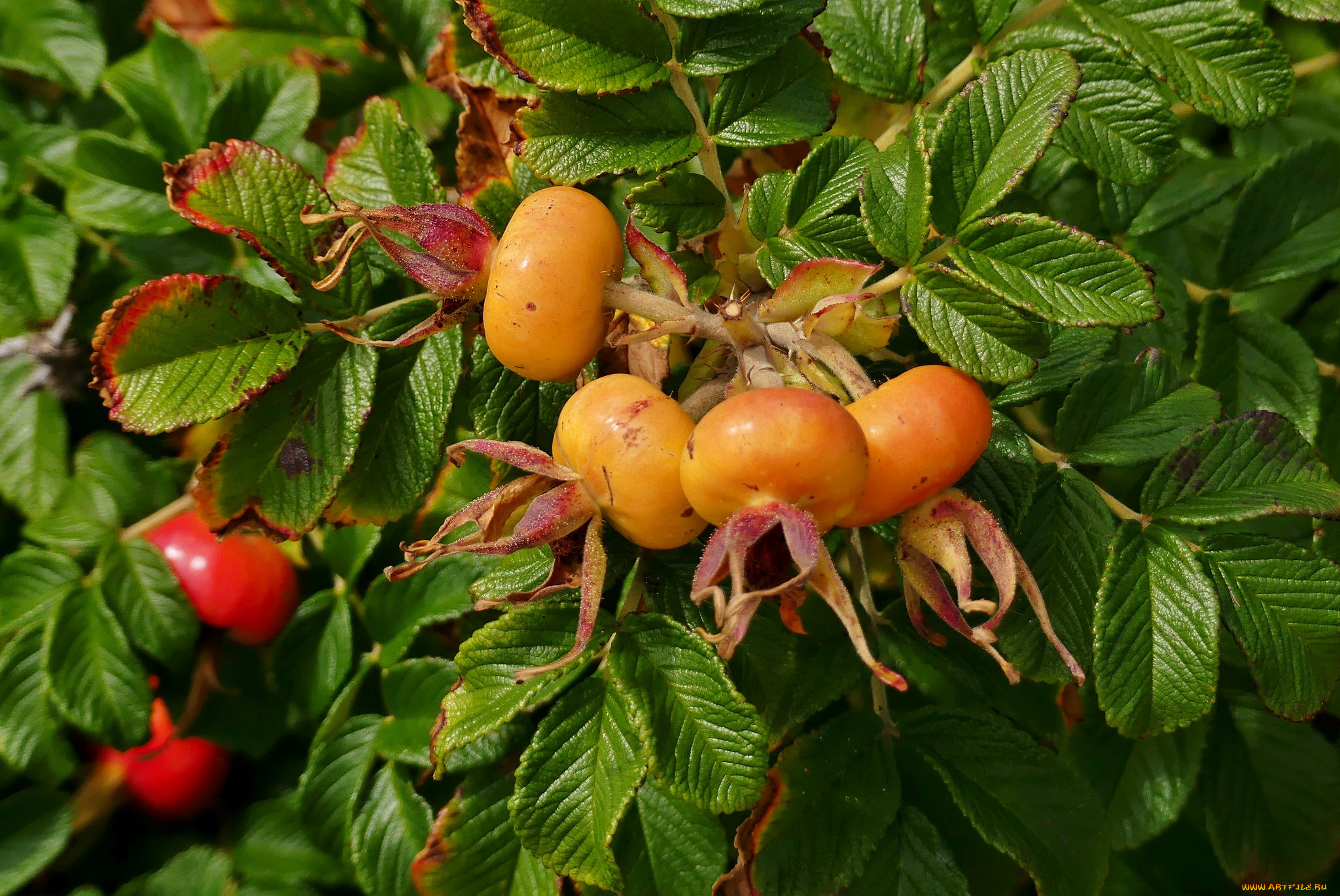 природа, плоды, шиповник
