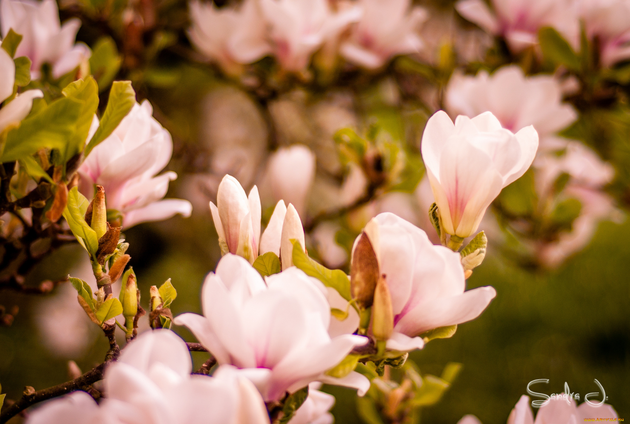 цветы, магнолии, магнолия, дерево, лепестки, листья, цветение